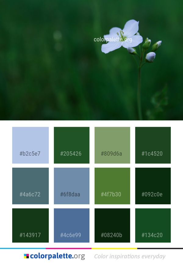 Flower Flora Wildflower Color Palette
