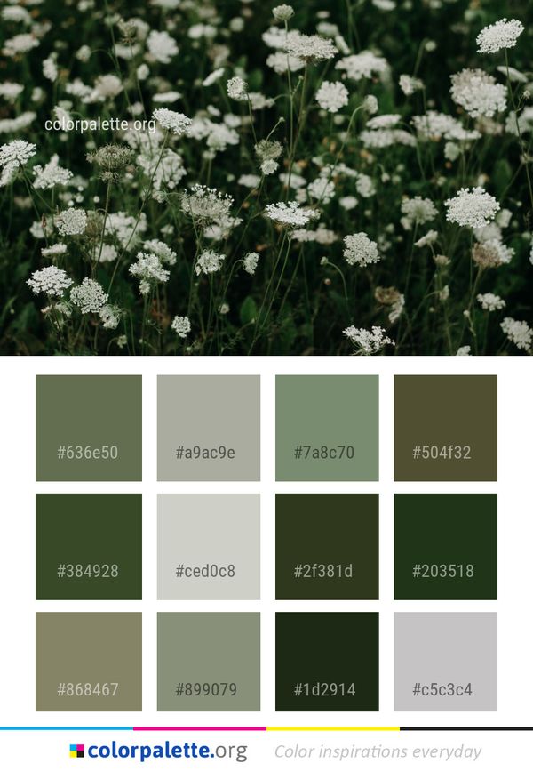 Flower Plant Flora Color Palette