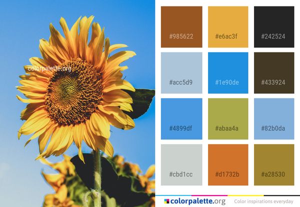 Flower Sunflower Yellow Color Palette