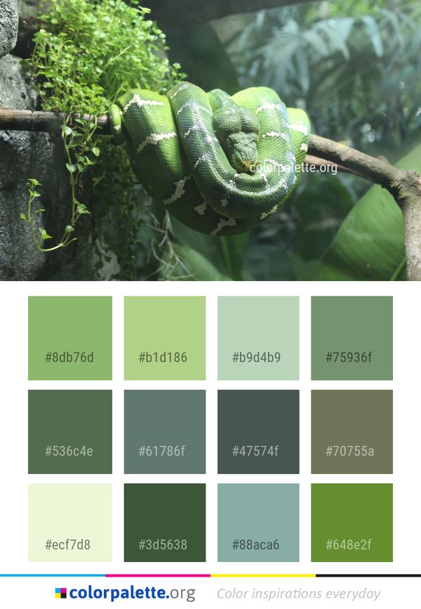 Scaled Reptile Snake Color Palette