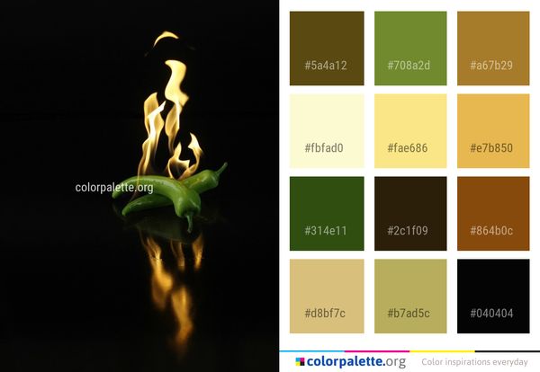 Still Life Photography Darkness Organism Color Palette