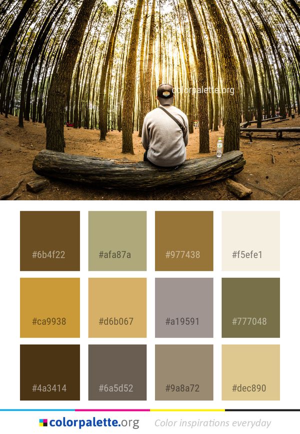 Tree Forest Plant Color Palette