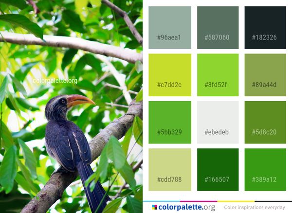 Bird Beak Fauna Color Palette