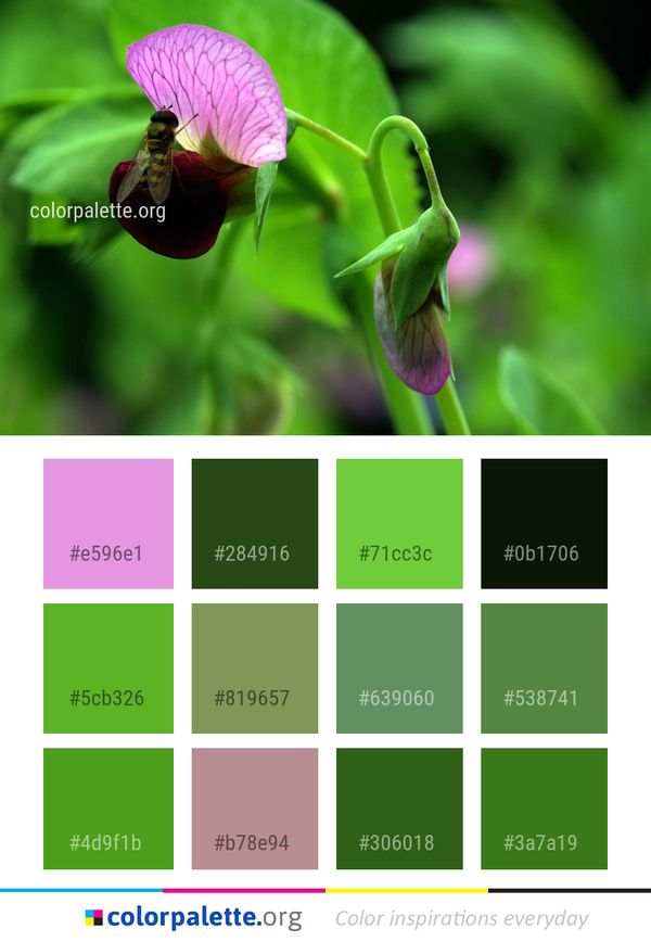 Flower Plant Flora Color Palette