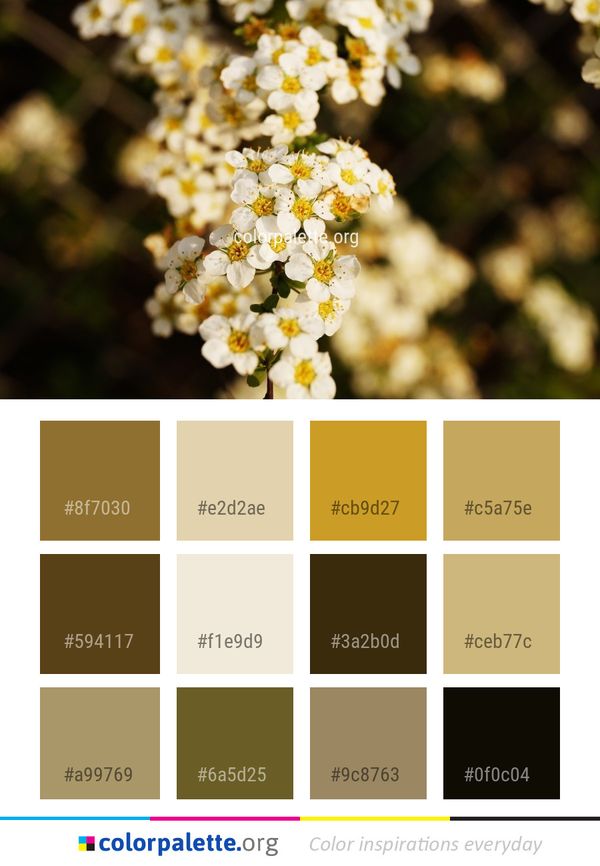Flower Yellow Flora Color Palette