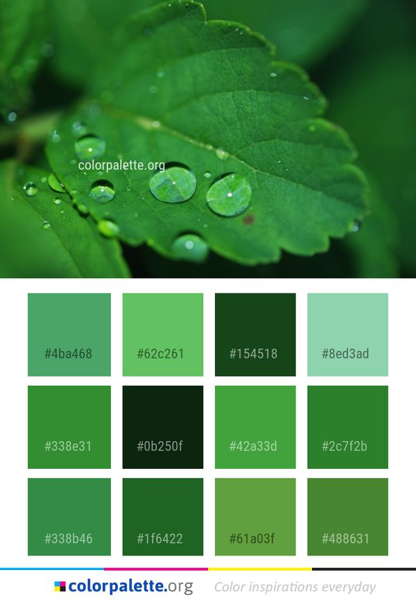 Water Green Dew Color Palette