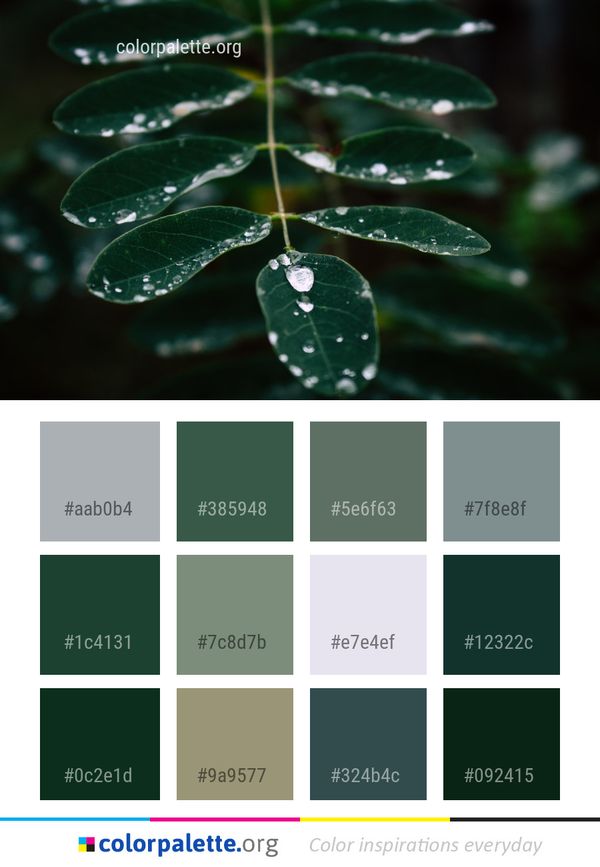 Water Green Leaf Color Palette