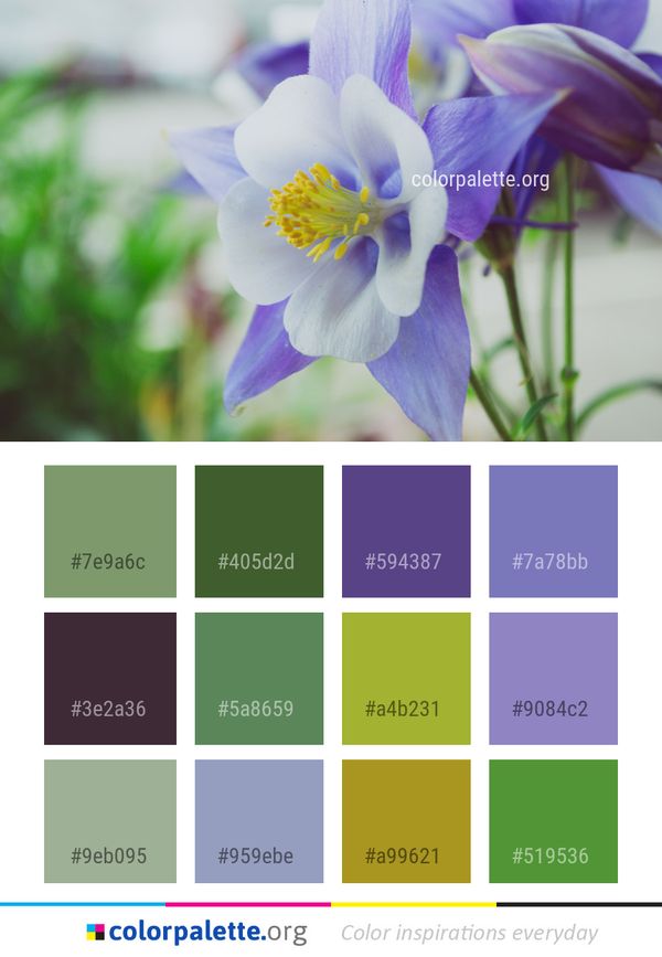 Flower Blue Flora Color Palette