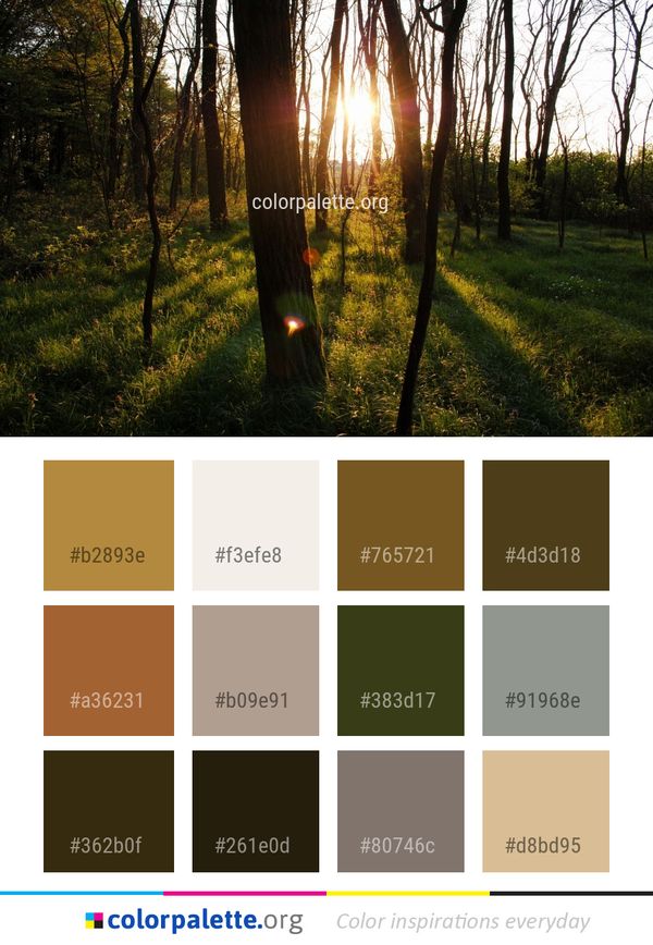 Nature Woodland Ecosystem Color Palette