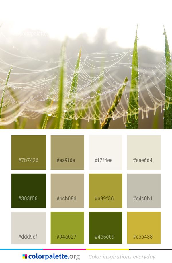 Spider Web Water Moisture Color Palette