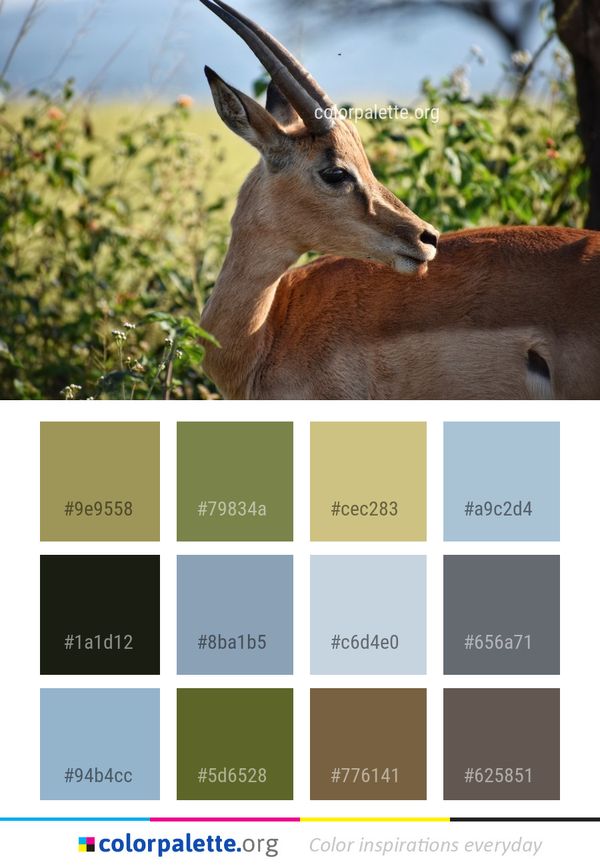 Wildlife Fauna Antelope Color Palette