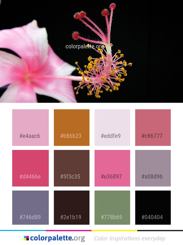 Flower Plant Flora Color Palette
