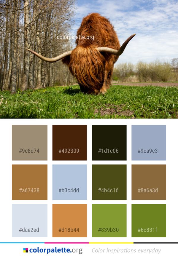 Horn Cattle Like Mammal Highland Color Palette