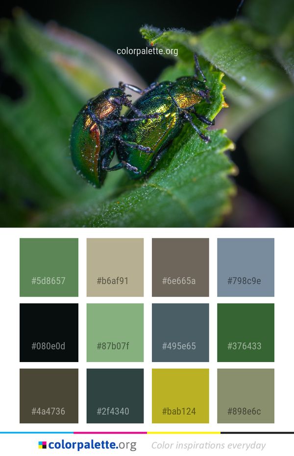 Insect Macro Photography Beetle Color Palette