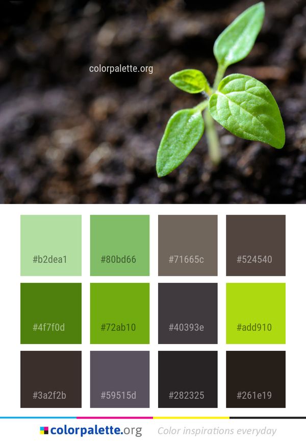 Leaf Flora Plant Color Palette