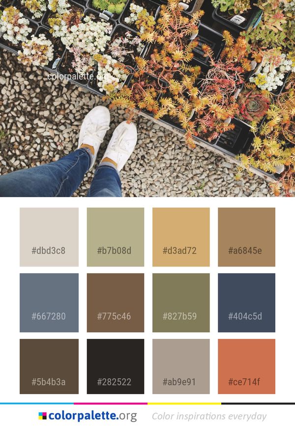 Plant Autumn Tree Color Palette