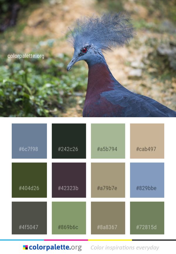 Bird Beak Fauna Color Palette