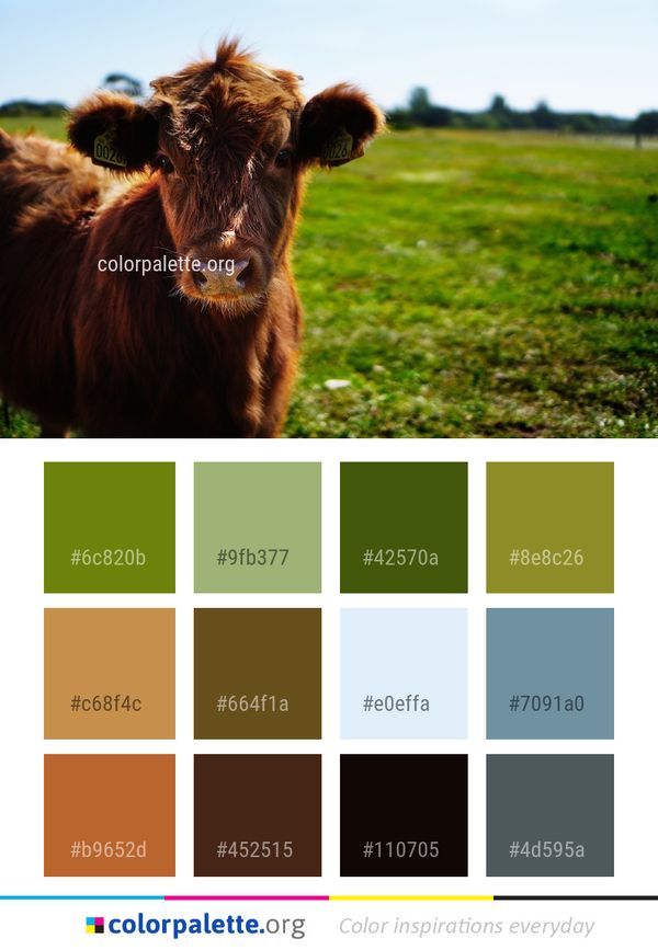 Cattle Like Mammal Grassland Pasture Color Palette