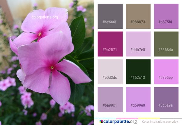 Flower Pink Plant Color Palette