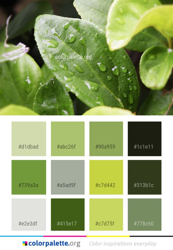 Green Leaf Water Color Palette