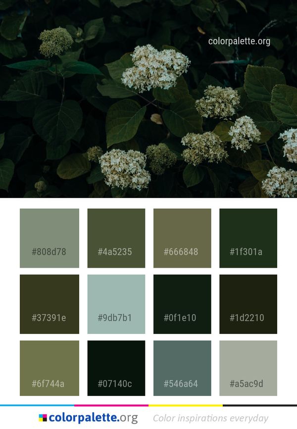 Plant Flora Nannyberry Color Palette