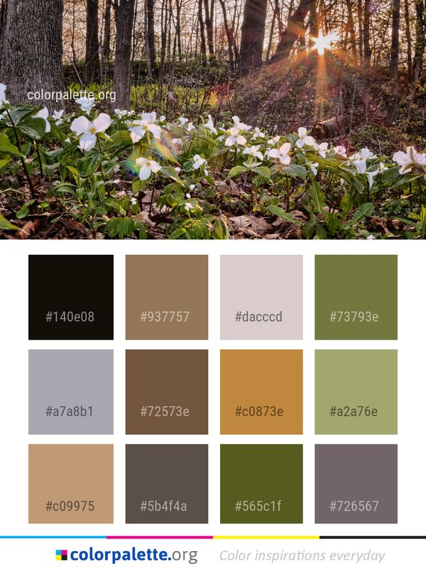 Plant Flower Flora Color Palette