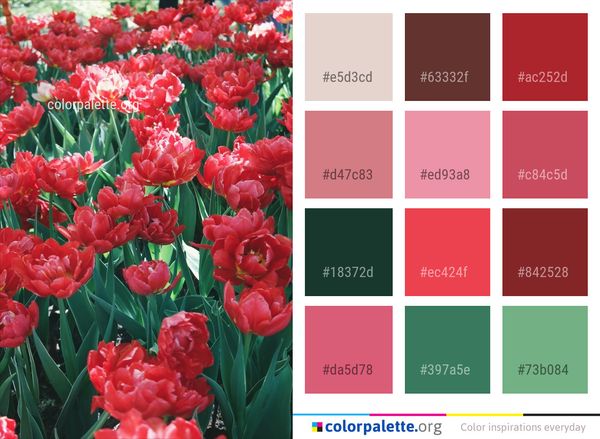 Plant Flower Flowering Color Palette