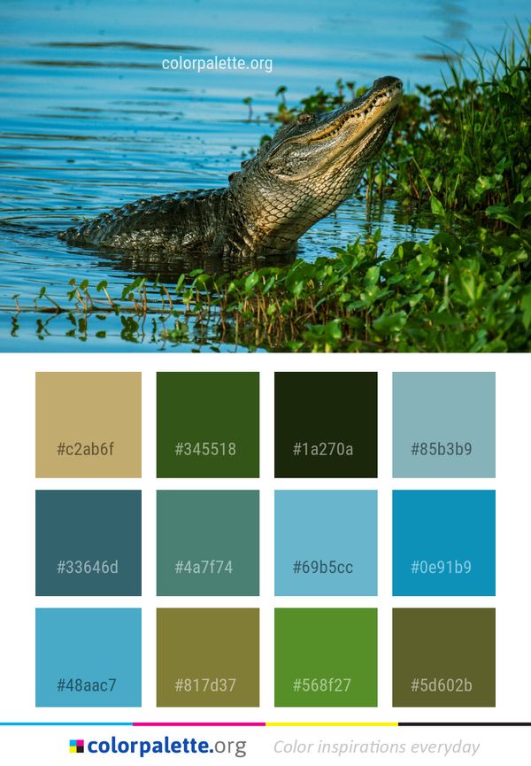 Alligator Crocodilia American Color Palette