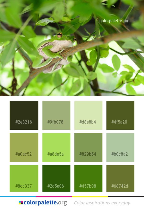 Fauna Frog Tree Color Palette