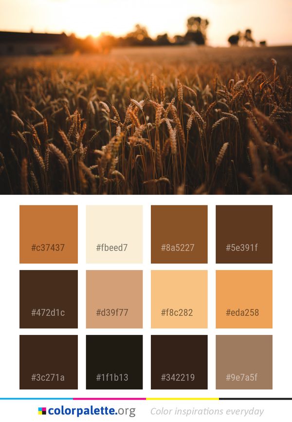 Field Wheat Crop Color Palette