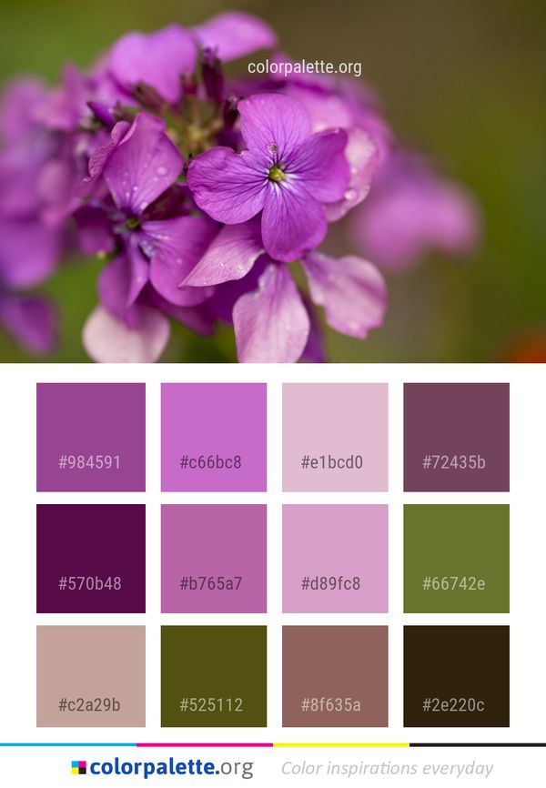Flower Pink Flora Color Palette