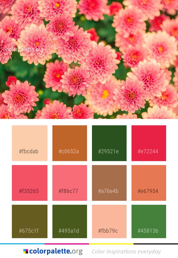 Flower Pink Flowering Plant Color Palette