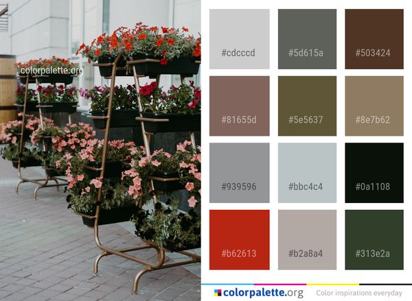 Flower Plant Flowering Color Palette