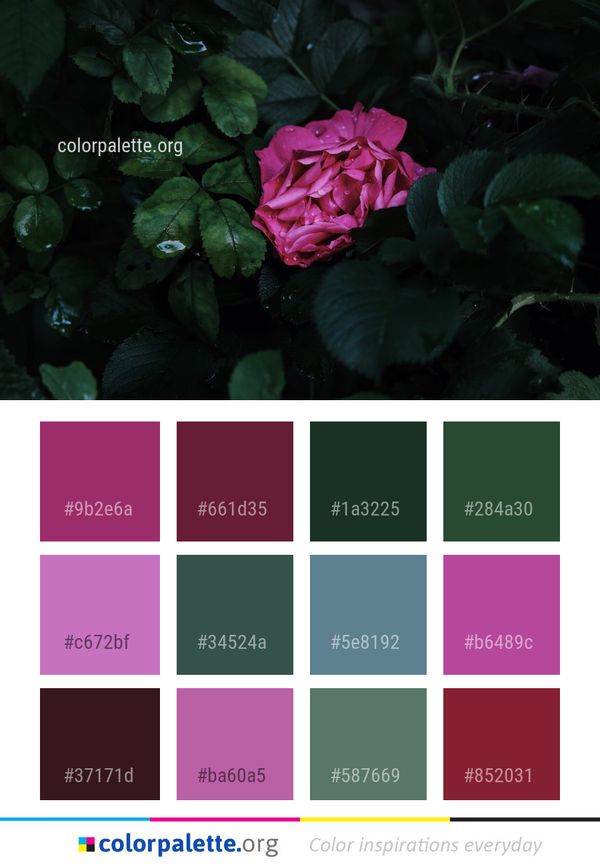 Flower Rose Family Plant Color Palette
