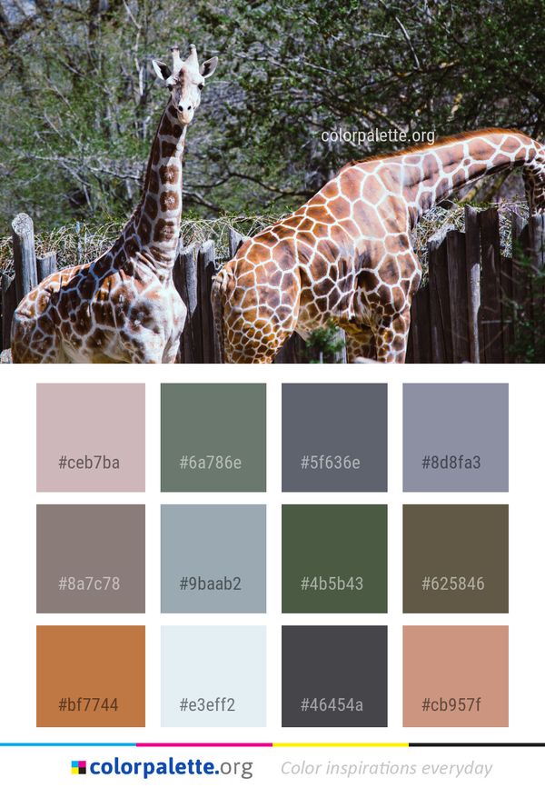 Giraffe Terrestrial Animal Giraffidae Color Palette