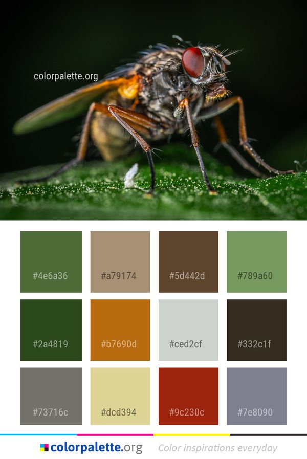 Insect Pest Fly Color Palette
