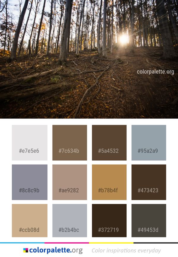 Nature Tree Path Color Palette