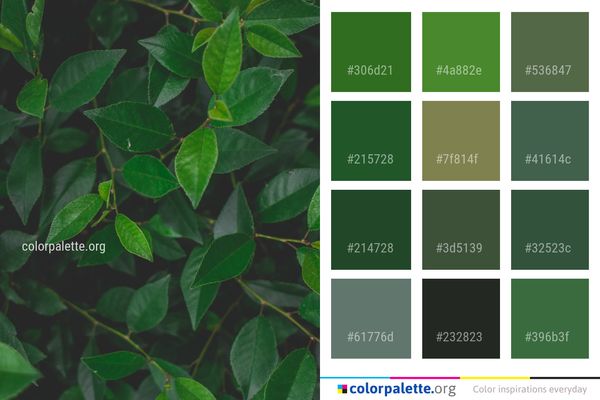 Plant Leaf Stem Color Palette