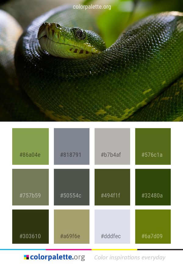 Snake Reptile Serpent Color Palette