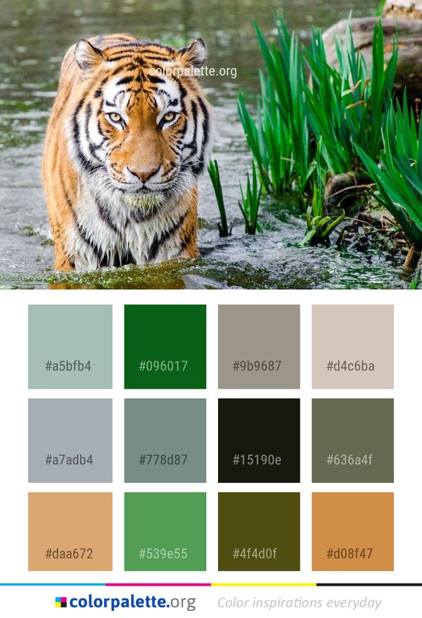 Tiger Wildlife Mammal Color Palette