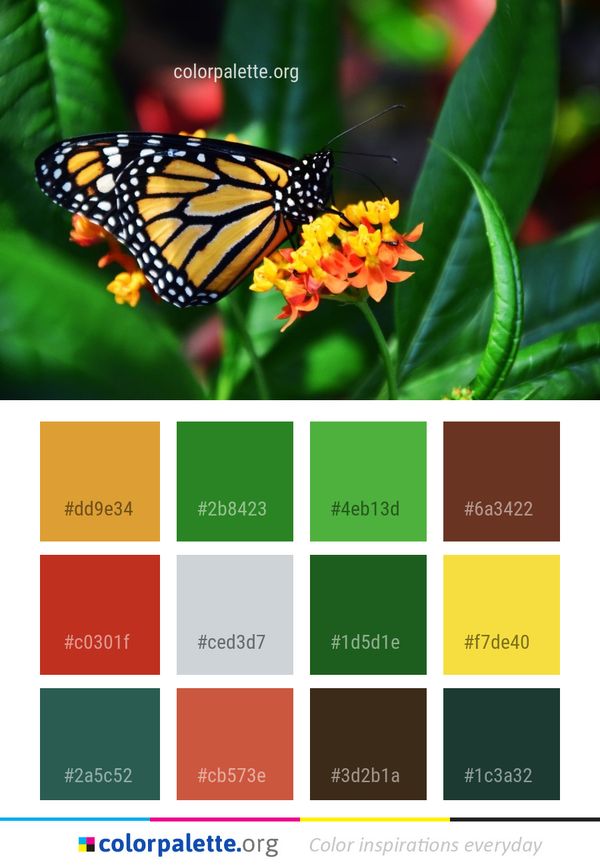 Butterfly Insect Moths And Butterflies Color Palette