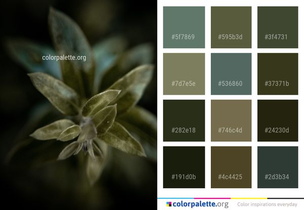 Flora Flower Plant Color Palette
