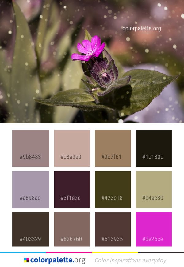 Flower Flora Plant Color Palette