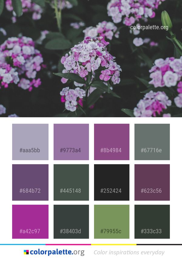 Flower Plant Flowering Color Palette