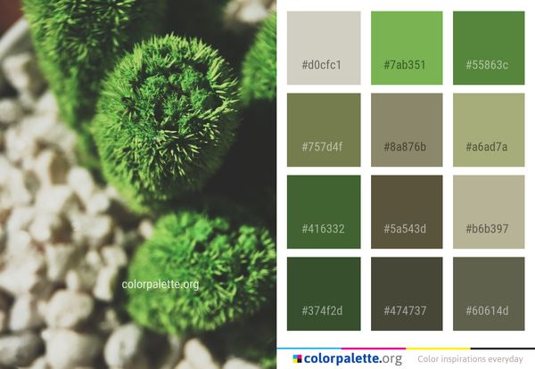 Plant Grass Houseplant Color Palette