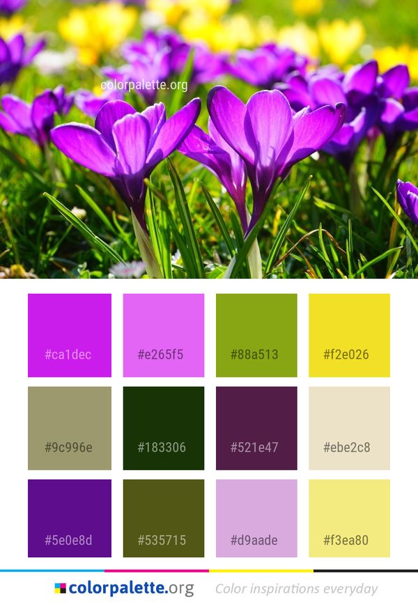 Flower Crocus Plant Color Palette