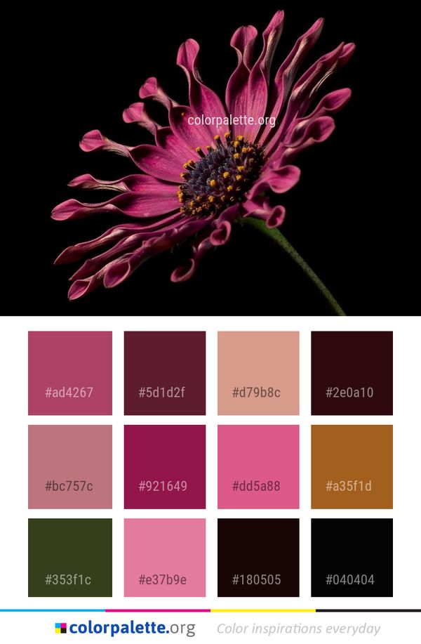 Flower Flora Petal Color Palette