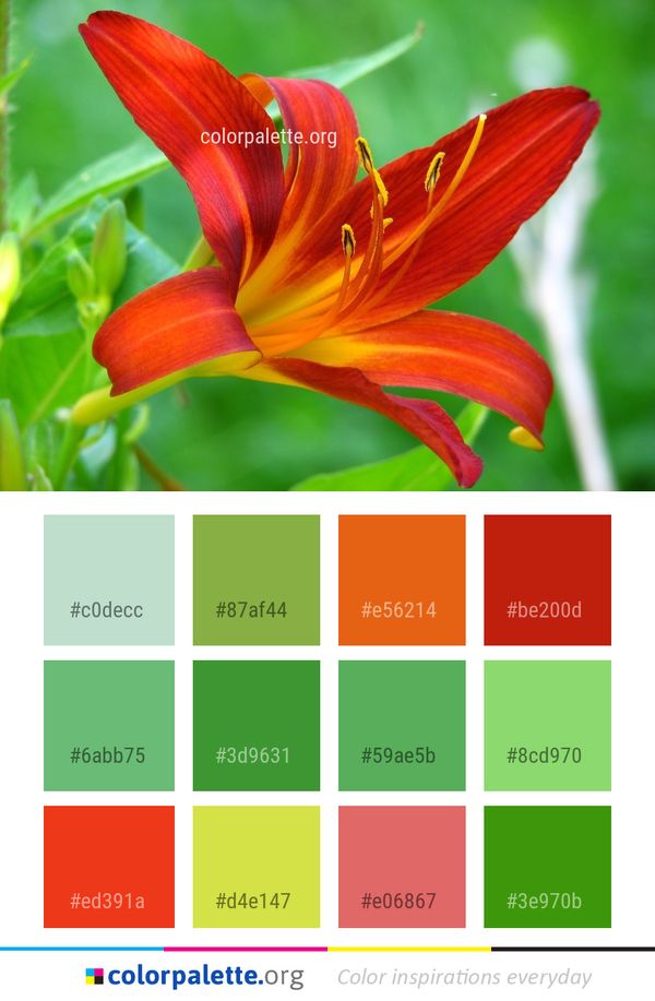 Flower Lily Flora Color Palette