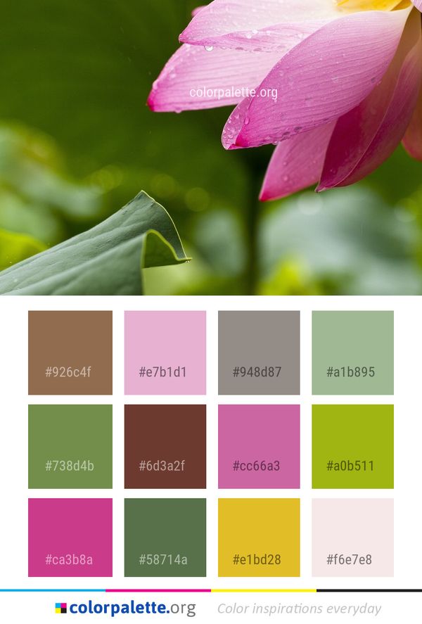 Flower Pink Flora Color Palette
