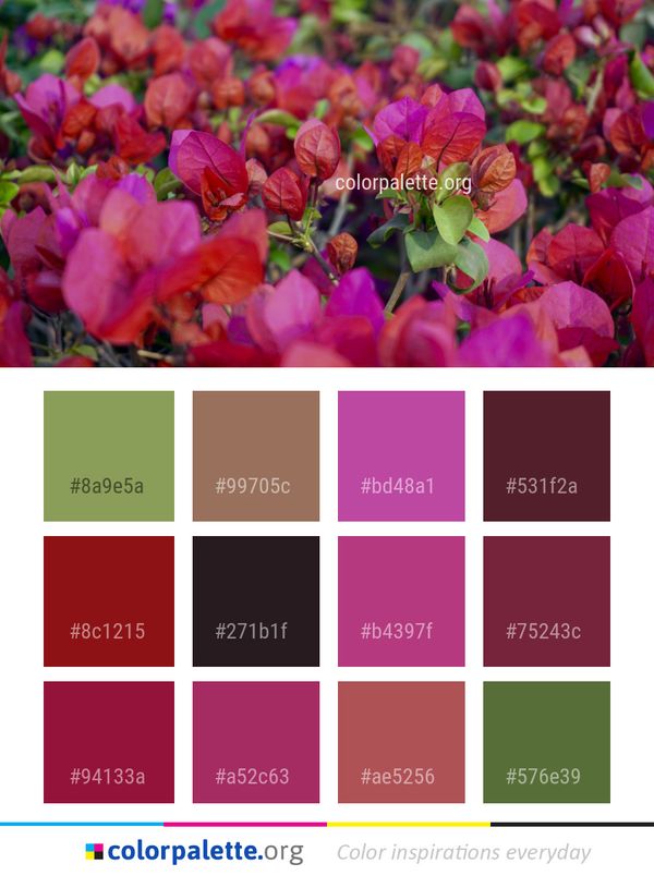Flower Pink Plant Color Palette